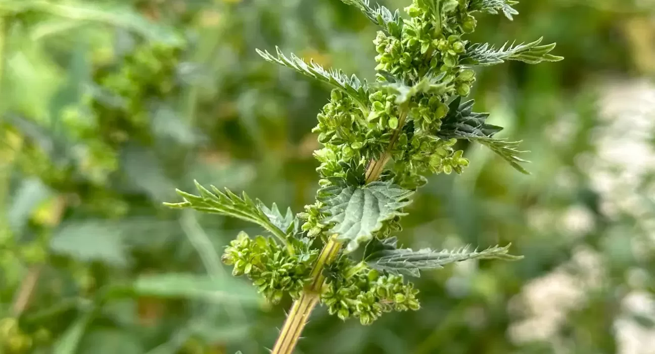 ayurvedic-herbs-for-hormonal-balance