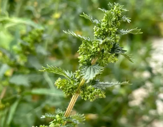 ayurvedic-herbs-for-hormonal-balance