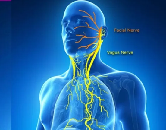 Graphic illustration of the Vagus Nerve pathway running from the brainstem to the abdomen, highlighting its role in Vagus Nerve Exercises for Anxiety.